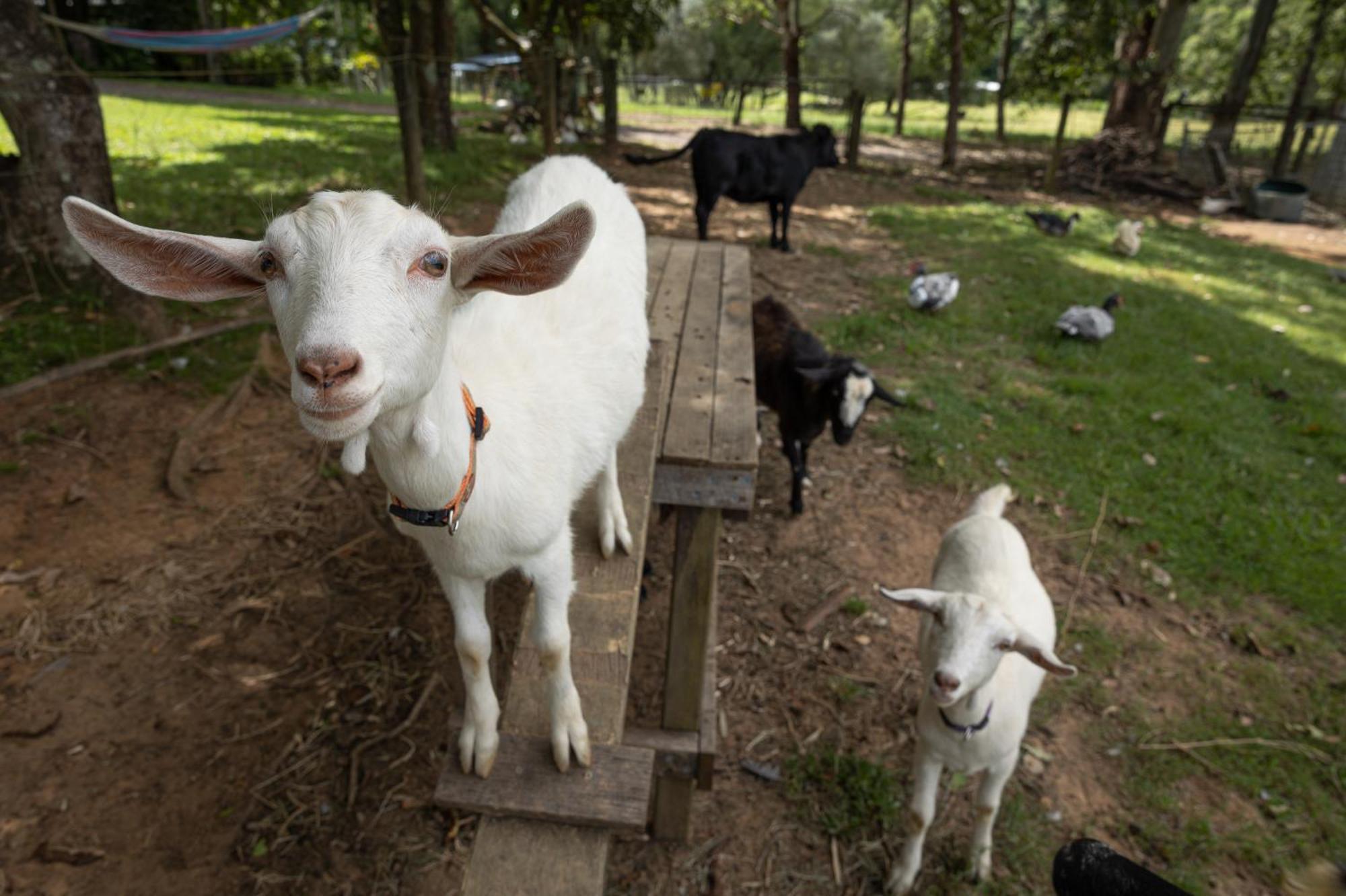 Blackwattle Farm Beerwah Exteriör bild
