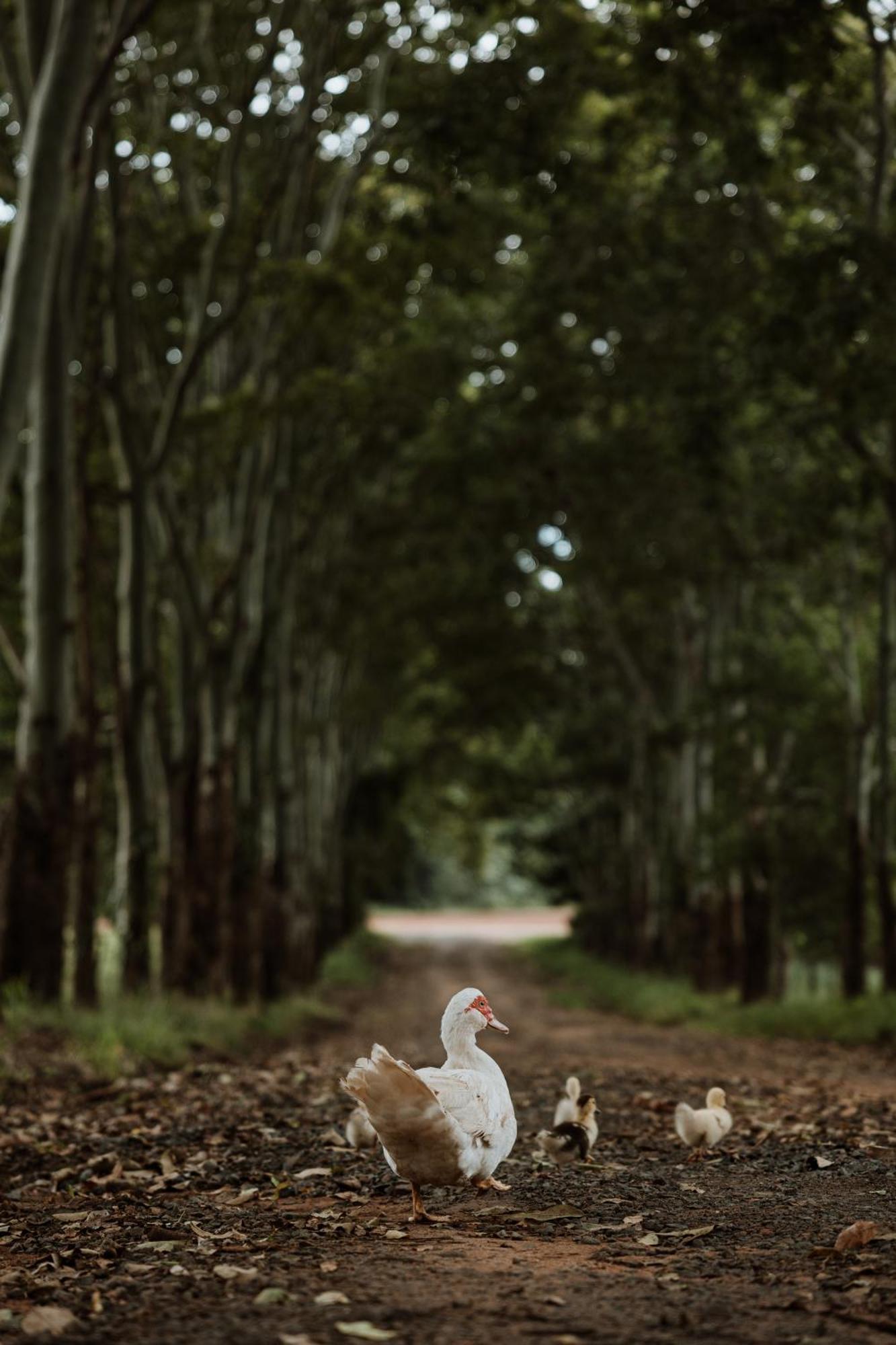 Blackwattle Farm Beerwah Exteriör bild
