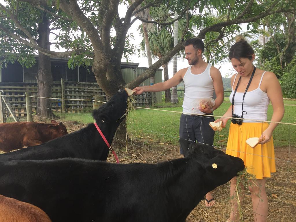 Blackwattle Farm Beerwah Exteriör bild
